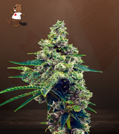 Auto CBD Blueberry Strain Marijuana Seeds