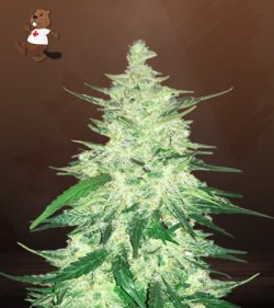 CBD Diesel Strain Marijuana Seeds