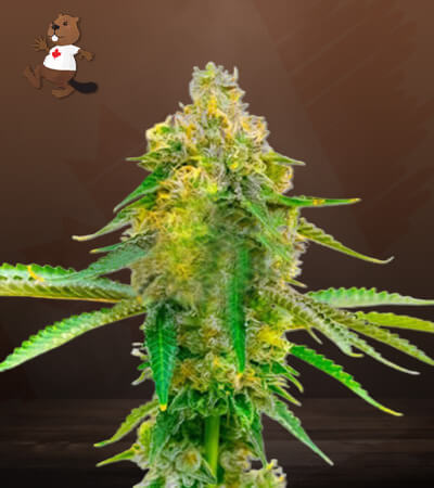 Auto CBD Fruit (1:20) Strain Marijuana Seeds