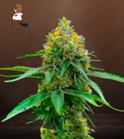 Girl Scout Cookies CBD Marijuana Seeds