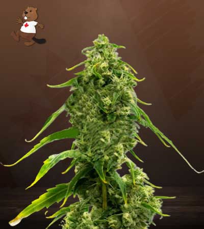 CBD Harlequin Kimbo Kush Fast Version Marijuana Seeds