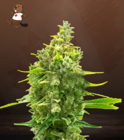 Haze CBD Autoflower Marijuana Seeds