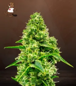 Auto CBD Jack Herer Strain Marijuana Seeds