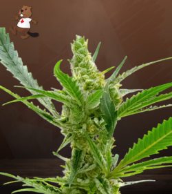 CBD Kush Marijuana Seeds