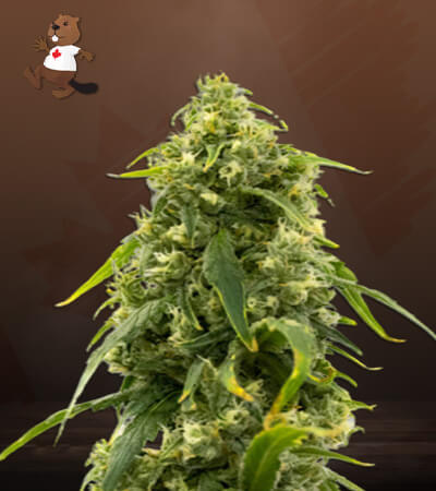 CBD Sour Tangie (1:20) Strain Marijuana Seeds