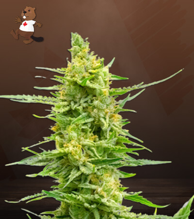 CBD Strawberry Kush Marijuana Seeds