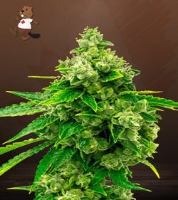 Candy Kush Feminized Marijuana Seeds