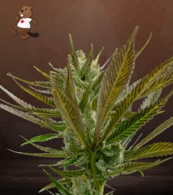 Candy Punch Strain Regular Marijuana Seeds