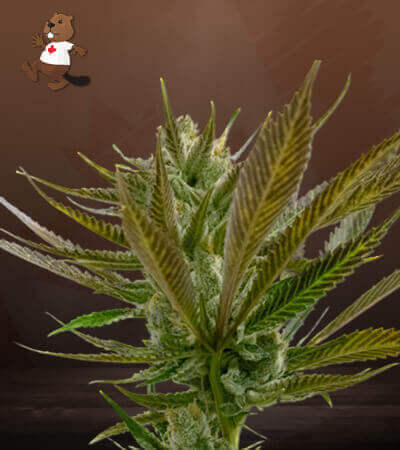 Candy Punch Strain Regular Marijuana Seeds | Beaver Seeds