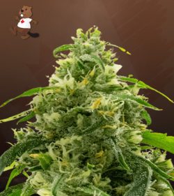 Candyland Peyote Strain Feminized Marijuana Seeds