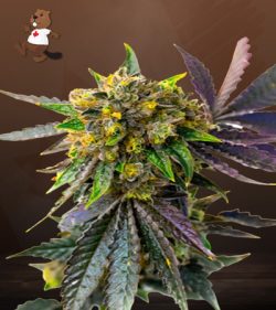 Cement Shoes Strain Feminized Marijuana Seeds