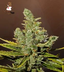 Cheese Strain Autoflowering Feminized Marijuana Seeds