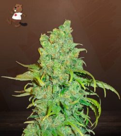 Chocolope Strain Feminized Marijuana Seeds
