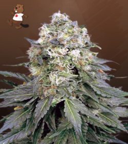 Cinderella 99 Strain Feminized Marijuana Seeds