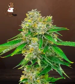 Cream Strain Autoflowering Feminized Marijuana Seeds