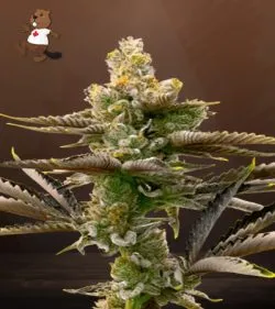 Cream Candy Strain Autoflowering Feminized Marijuana Seeds