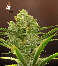 Critical + 2.0 Strain Autoflowering Feminized Marijuana Seeds
