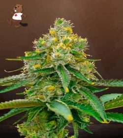 Critical 47 Strain Feminized Marijuana Seeds