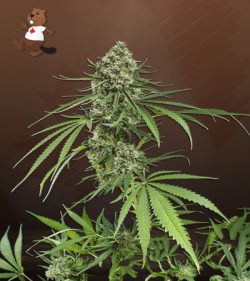 Critical + Strain Feminized Marijuana Seeds