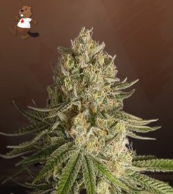 Critical Kush Feminized Marijuana Seeds