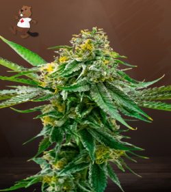 Critical Northern Lights Strain Feminized Marijuana Seeds