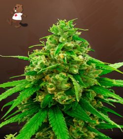 Critical Widow Strain Feminized Marijuana Seeds