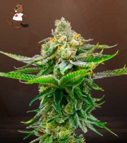 Devil XXL Autoflower Marijuana Seeds