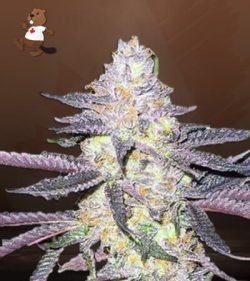 Dolato Strain Feminized Marijuana Seeds