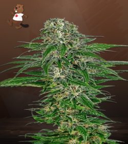 Early Skunk Strain Feminized Marijuana Seeds