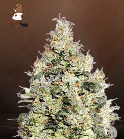 Exodus Cheese Strain Feminized Marijuana Seeds