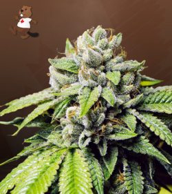 Fire OG Strain Feminized Marijuana Seeds