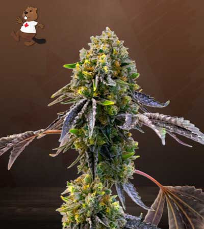 Fruit Strain Autoflowering Feminized Marijuana Seeds