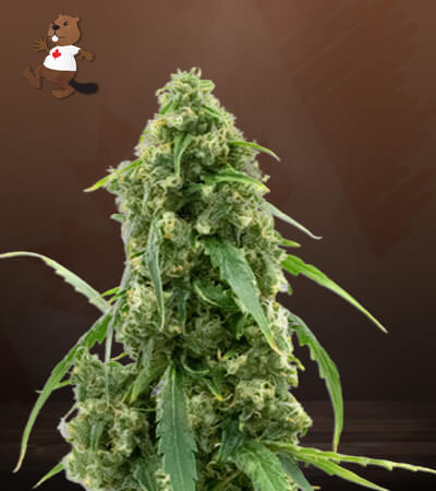 G13 Strain Autoflowering Feminized Marijuana Seeds