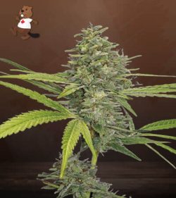 G13 Strain Feminized Marijuana Seeds