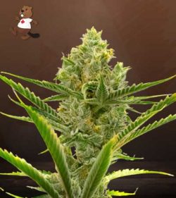 Gelato Strain Autoflowering Feminized Marijuana Seeds