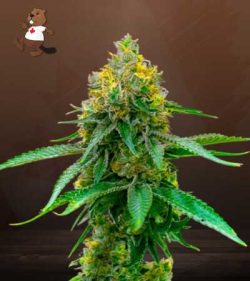 Girl Scout Cookies Strain Autoflowering Feminized Marijuana Seeds