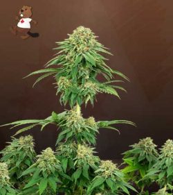 Girl Scout Cookies Strain Feminized Marijuana Seeds