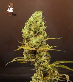 Gold Leaf Strain Feminized Marijuana Seeds
