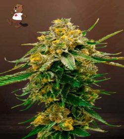 Gorilla G Lemon Strain Feminized Marijuana Seeds