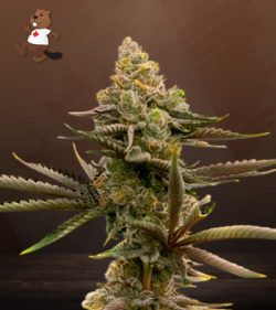 Gorilla Glue #4 Strain Autoflowering Feminized Marijuana Seeds