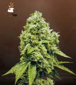 Gorilla Glue Strain Regular Marijuana Seeds