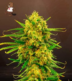 Gorilla Lemon Fire Strain Feminized Marijuana Seeds