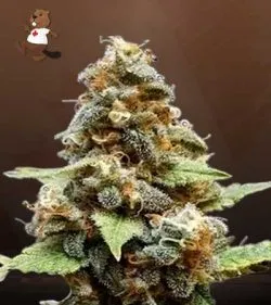 Gorilla Lemon Fire Regular Marijuana Seeds