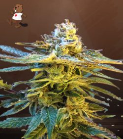 Grandaddy Black Strain Feminized Marijuana Seeds