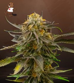 Grandaddy Bruce Strain Feminized Marijuana Seeds