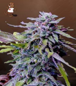 Granddaddy Purple Strain Feminized Marijuana Seeds