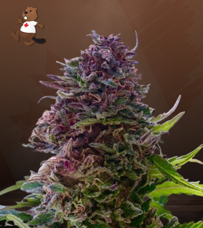 Grandaddy Purple Strain Regular Marijuana Seeds