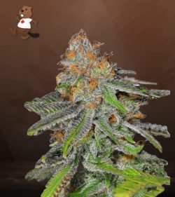 Grape Ape Strain Feminized Marijuana Seeds