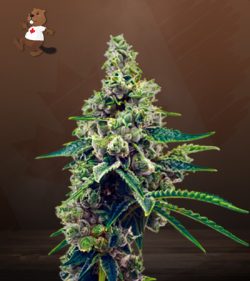 Grapefruit Strain Autoflowering Feminized Marijuana Seeds