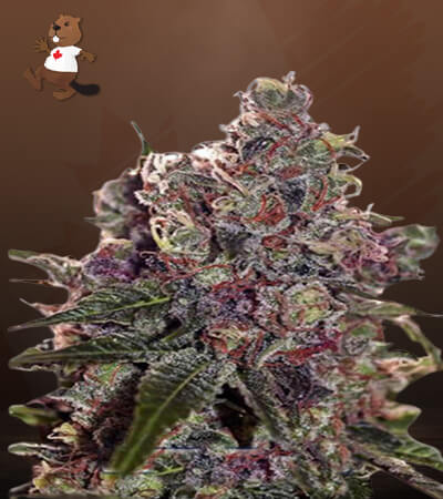 Grapefruit Strain Feminized Marijuana Seeds